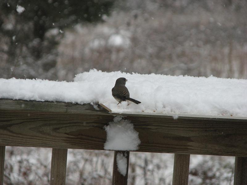 2008-12-07_First_Snow 037.jpg